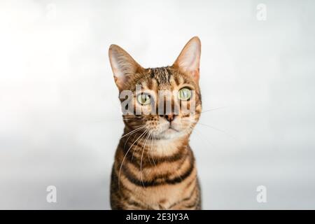 Ginger bengal cat with green eyes close up on a white background Stock Photo