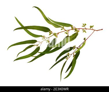 Tree, twig, leaves and fruits of eucalyptus, isolated on white background. Stock Photo