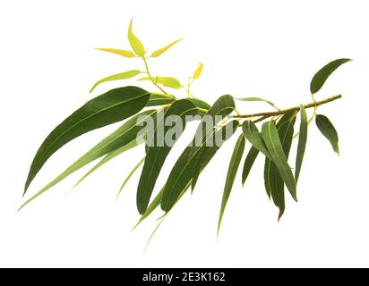 Tree, twig, leaves and fruits of eucalyptus, isolated on white background. Stock Photo