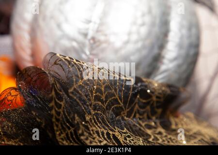 Silver pumpkin in a mesh container with a small orange pumpkin and a black and yellow mesh decoration Stock Photo