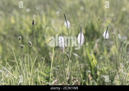 Green natural background. Flowering of meadow grasses. Healing natural herbs backround. Selective focus. Stock Photo