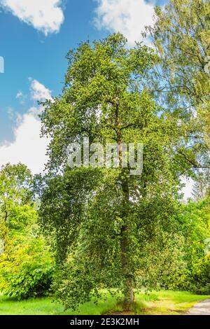 Solitaire oak tree, Quercus robur Cristata, in park Stock Photo