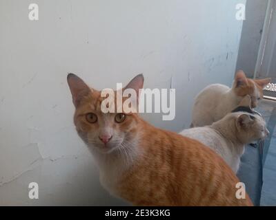 Friendly neighbourhood cats Stock Photo