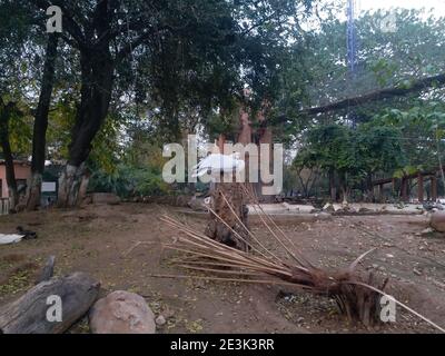 Pelican in Islamabad Zoo Stock Photo