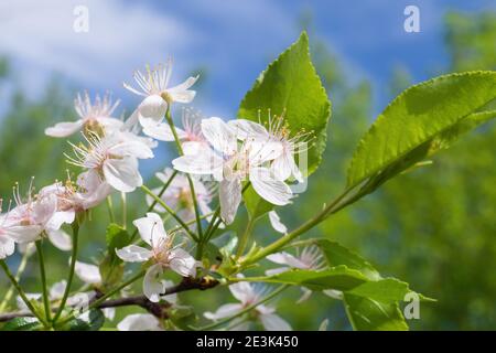 Branch with white cherry flowers, Prunus cerasus blossom on sunny spring day. Springtime card, flowering plant. Selective focus Stock Photo