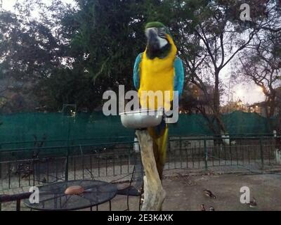 parrot in birds quarry Stock Photo