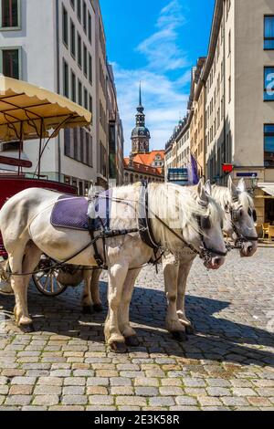 Horse carriages in Dresden, Germany in a beautiful summer day, Germany Stock Photo