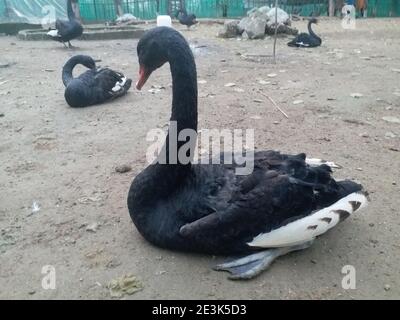 black swans Stock Photo