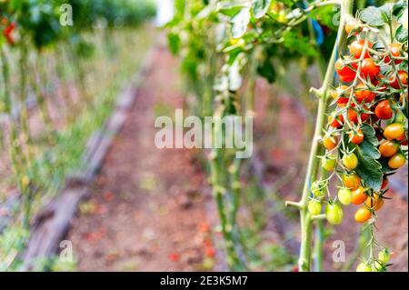 Close up of cherry tomatoes cultivation in a greenhouse. Selective focus Stock Photo