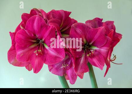 Hippeastrum Amaryllis pink amaryllis flower blooming close up  Stock Photo