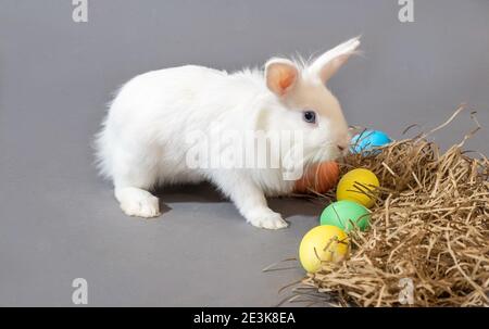 White easter rabbit and colorful easter eggs on gray background Stock Photo