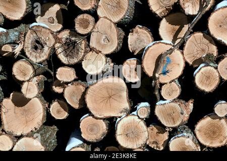 Closeup of stacked wood pile or firewood pile. Closeup of tree stumps or wood. Stock Photo