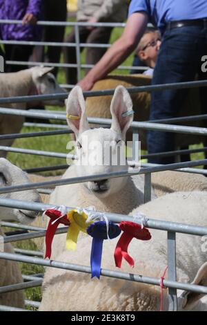 Craigie Agricultural show, Craigie, South Ayrshire, Scotland, UK. Farmers and their familes get together to show off thier lifestock,cows, calfs, sheep and horses.Prize winning sheep Stock Photo