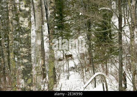 Two whitetail deer, Odocoileus virginianus, in the forest, resting after a snow storm, surrounded by pine trees and birch trees. Stock Photo