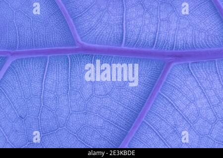 Neon Blue fluorescens Abstract Backlit Leaf Texture imitating veins Stock Photo
