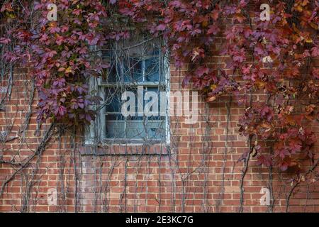 Vines grow on old abandoned building their autumn colors brighten up the decaying structures. Stock Photo