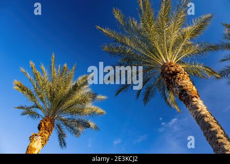 Looking up the palm tree at Lake Las Vegas, Nevada Stock Photo