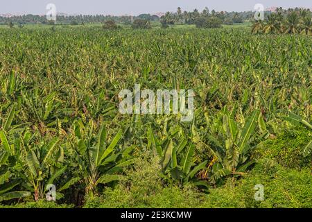 Hampi, Karnataka, India - November 5, 2013: Closeup of rich green banana plantation at Kamalapura Lake. Stock Photo