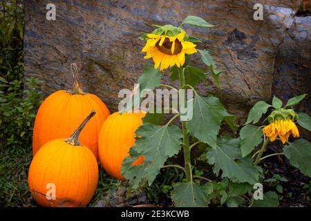 Outdoor autumn decoration using three pumpkins sitting next to a boulder and a sunflower plant. Stock Photo