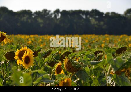 many sunflowers on field in summer Stock Photo