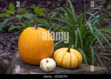 Close up of three pumpkins of different size and color sit on a rock in a garden bed. Stock Photo