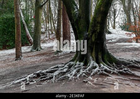 The Woodland Trust is the UK’s leading charity dedicated solely to the conservation of our native woodland heritage. The Trust owns and maintains over Stock Photo