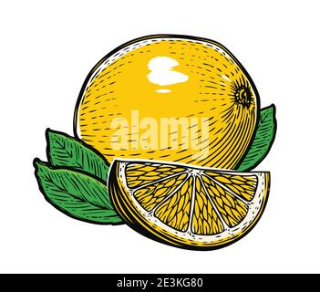 Lemon with leaves isolated on white background. Vector illustration natural product, fruits Stock Vector