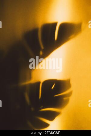 Abstract defocused shadow of gray Monstera plant leaves on yellow background in sunshine. Stock Photo