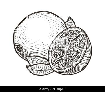 Lemon with leaves. Organic nutrition healthy food. Engraved hand drawn vintage sketch Stock Vector