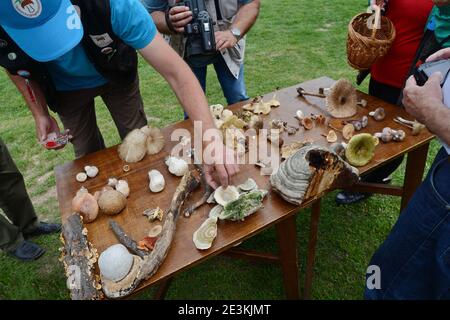 Mushroom determination at a mushroom meeting. Mushroom lovers attend a mushroom knowledge class. Stock Photo