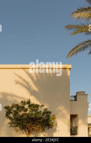Shadows from palm trees on the light walls of a building background Stock Photo