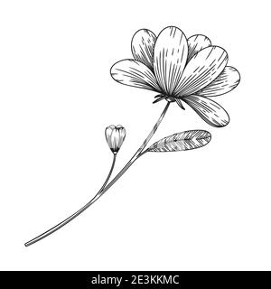Flower in sketch style. Fantasy flower isolated on white background. Vector illustration in sketch style. Stock Vector