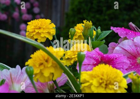 The distant yellow flower and the buds are in sharp focus Stock Photo