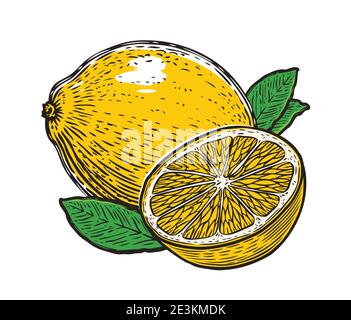 Lemon with leaves. Organic nutrition healthy food. Fruit vector Stock Vector