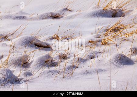 Dormant grass growing up through fresh snow on Central Colorado ranch pasture Stock Photo