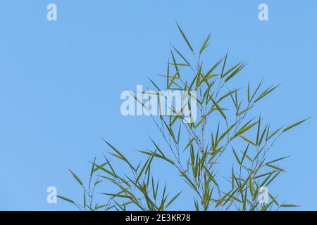 bamboo plant on light blue background Stock Photo