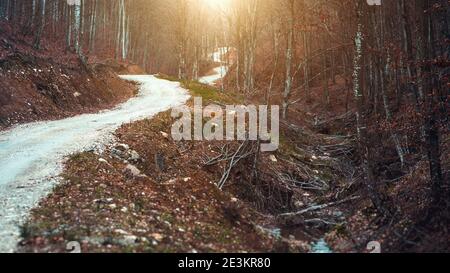 Windy road through forest in sundown Stock Photo