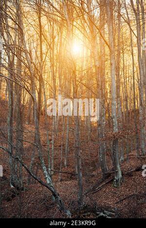 Sun setting behind trees in a forest Stock Photo