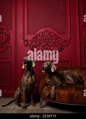 Two Beautiful grey brown Weimaraner dogs sitting in luxury red interior one dog lying on leather armchair  Stock Photo