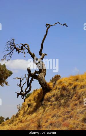 A dead tree stripped of leaves clings to a grassy hill beneath a deep blue sky in Simien Mountains National Park, Ethiopia. Stock Photo