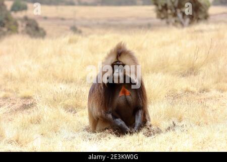 A large adult male Gelada monkey, dubbed 'bleeding hearts' for the red patch on their chests, looks up from the dry grass he is feeding on in Simien M Stock Photo
