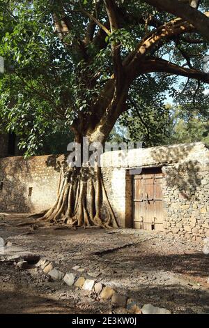 The roots of a gaint tree straddle the stone courtyard wall surrounding Fasiledes' Bath in Gonder, Ethiopia. Stock Photo