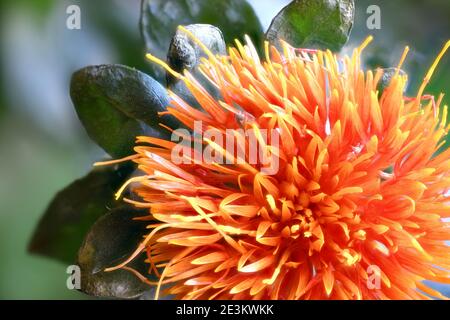 Blooming Orange Safflower in Summer Time Stock Photo