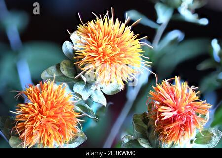 Blooming Orange Safflower in Summer Time Stock Photo