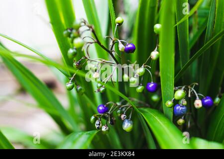 native Australian Dianella grass plant with edible blue berries outdoor in sunny backyard shot at shallow depth of field Stock Photo
