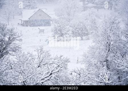 Cross country skier makes way through a snowstorm, North Branch Nature Center, Montpelier, VT, USA, New England. Stock Photo