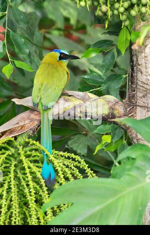Blue-crowned motmot (Momotus coeruliceps) perched on the tree branch Stock Photo