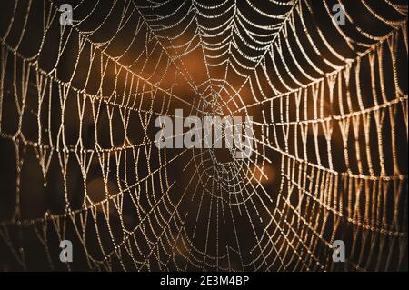 Closeup of large spider web with dewdrops Stock Photo