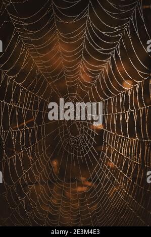 Closeup of large spider web with dewdrops, vertical image Stock Photo