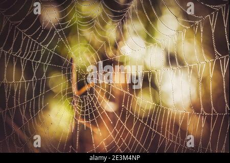 Dewdrops on huge spiderweb with bokeh in background  Stock Photo